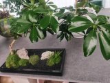 上海绿植花卉租赁怎么选?认准园中园花艺,打造高颜值生态空间