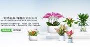 把森林搬进办公室——上海园中园花艺绿化,让您的办公空间“活”